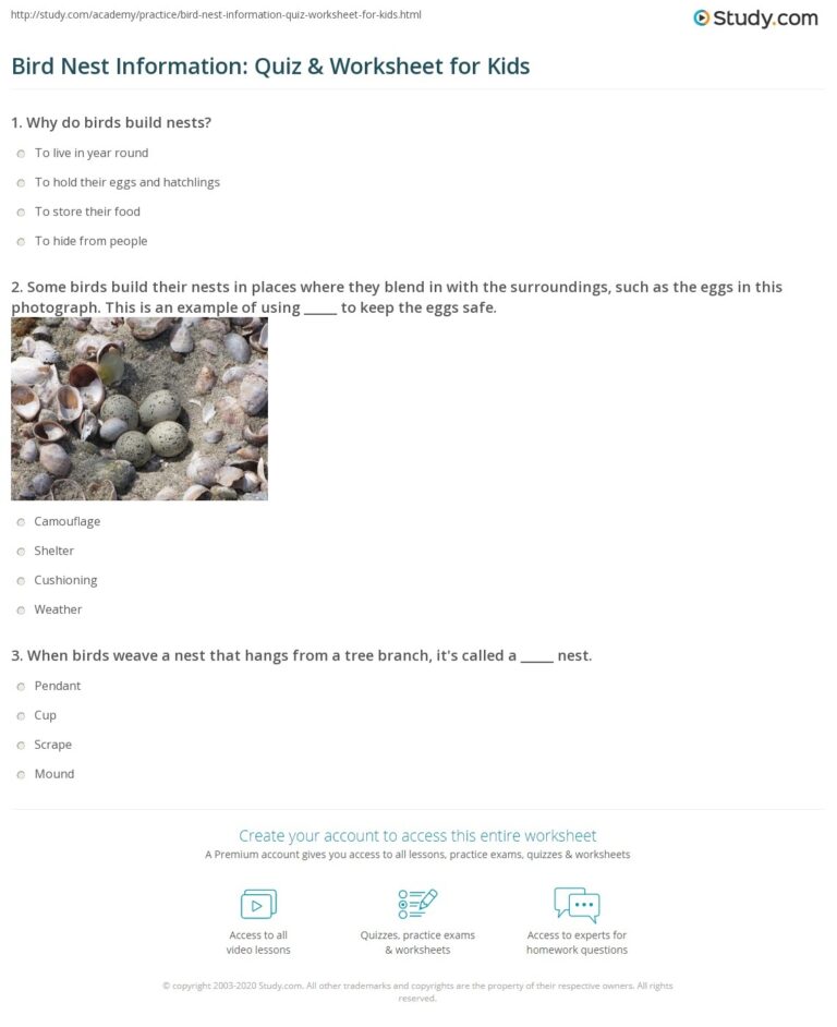 Bird Nest Information Quiz Worksheet For Kids Study