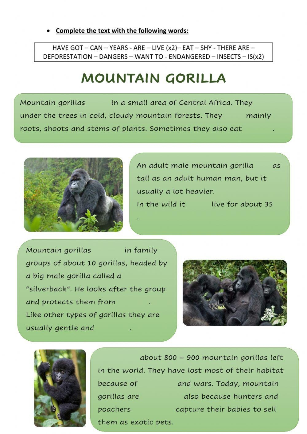 Mountain Gorilla Free Interactive Worksheets 206318